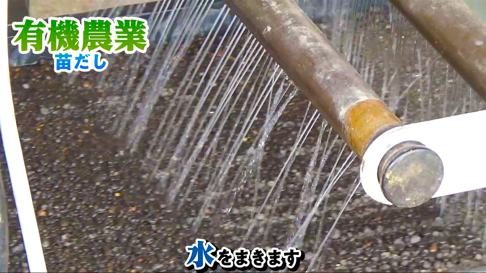 有機農業の米の芽出し〜脱水を紹介します。